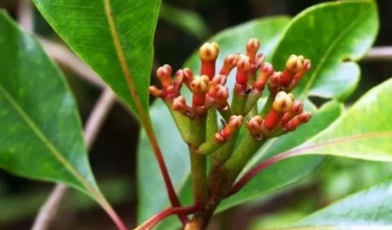 Aromatiza tu Hogar: Cómo Cultivar Clavo de Olor en Maceta