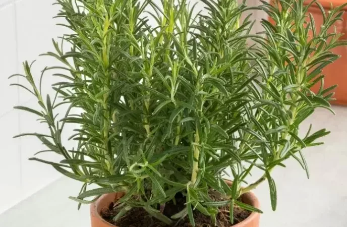 Consejos para Evitar que tu Romero se Seque