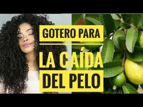 Beneficios de la Hoja de Guayaba en el Cabello: ¡Resultados Reales!