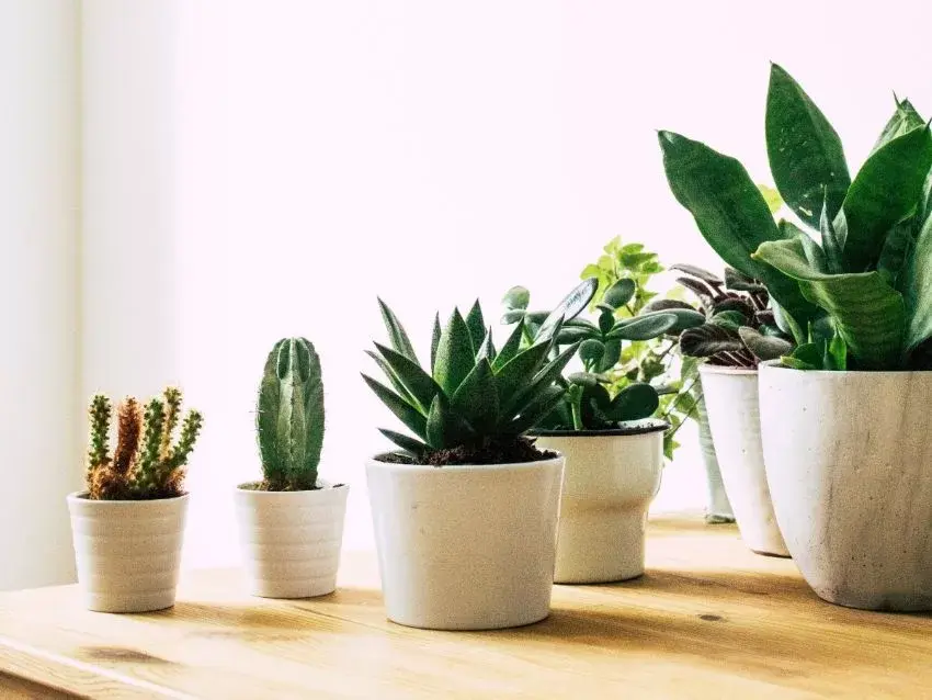 Plantas de la Fortuna: Despídete de las Envidias